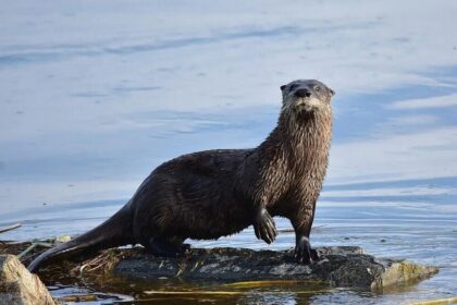Фото: animalia.bio