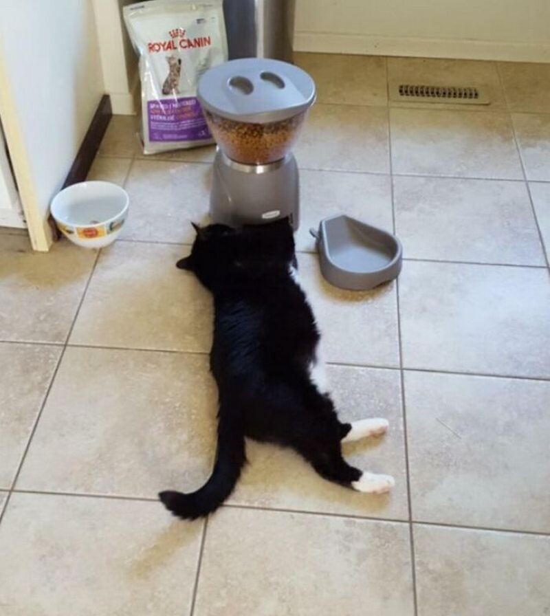 Кот недоволен диетой