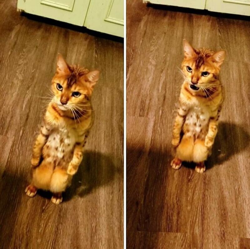 Маленький, но серьёзный кот