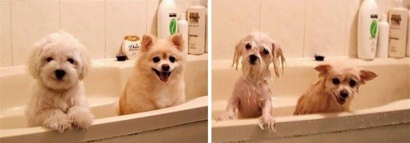 Животное до купания
