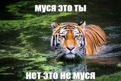 «Муся, это ты?» Мем про потерявшуюся кошку заставляет интернет абсурдно шутить и грустить