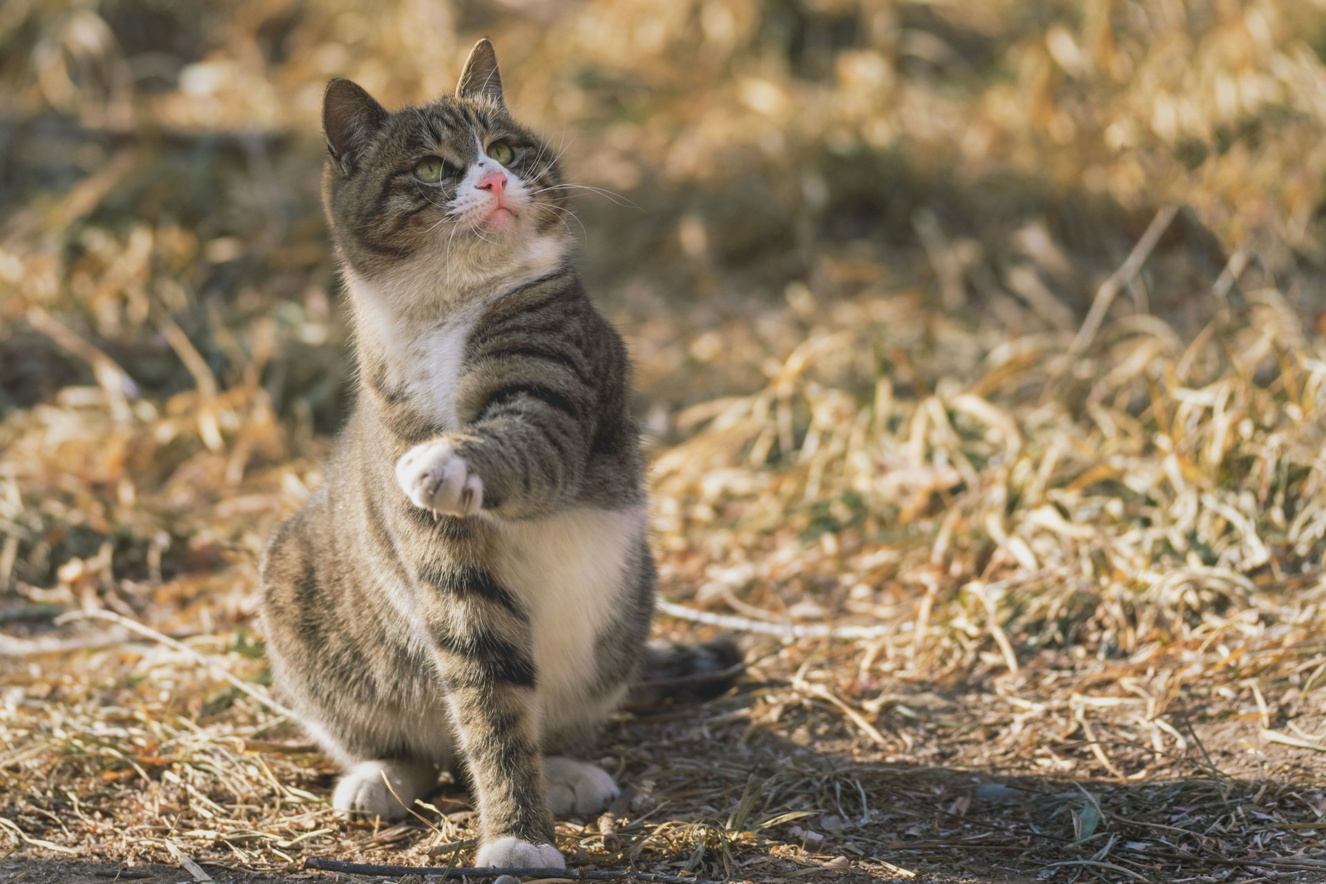 кошки и собаки, кот трясет головой, зоопсихология