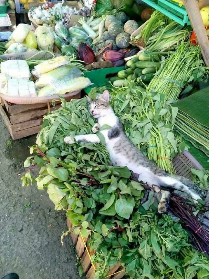 Кот-продавец зелени