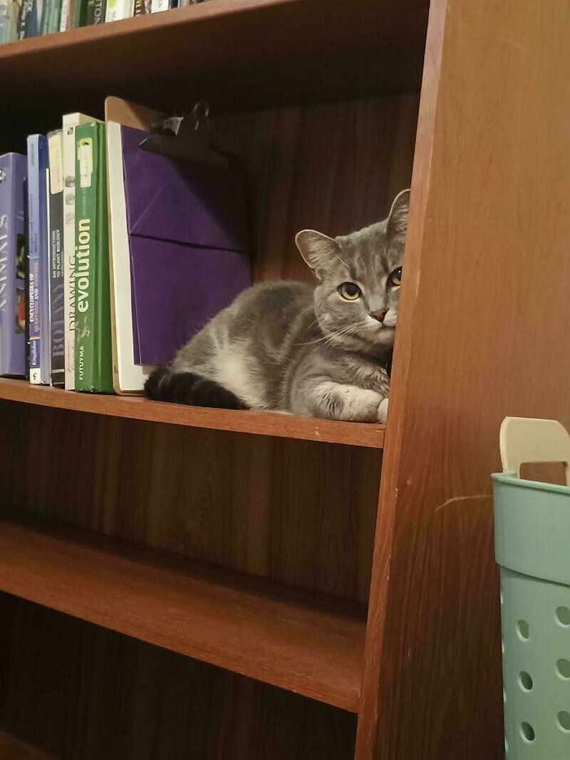 Кот в библиотеке