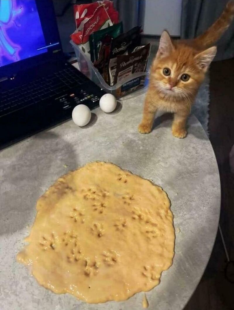 Кот-помощник повара