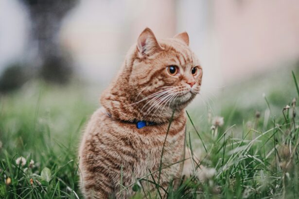 кошки и собаки, перевод с кошачьего, о чём говорят собаки, китайские учёные