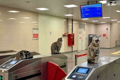 15 фото: коты на работе, которые справляются лучше своих коллег