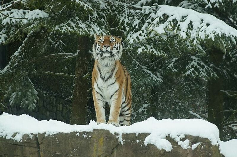 15 животных со всего мира, которых местные называют своими