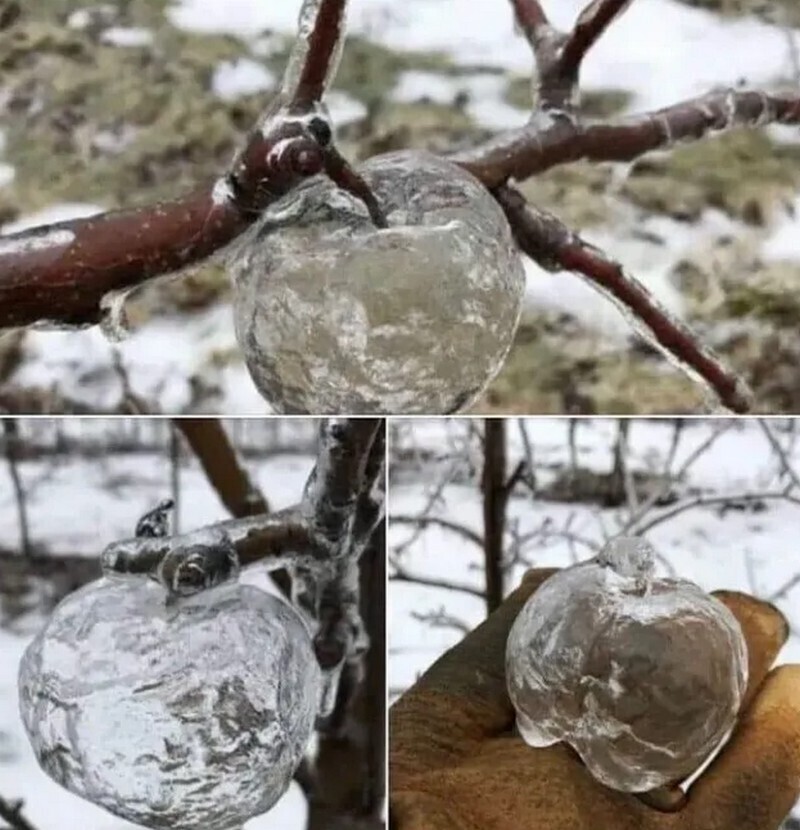 Яблоки изо льда