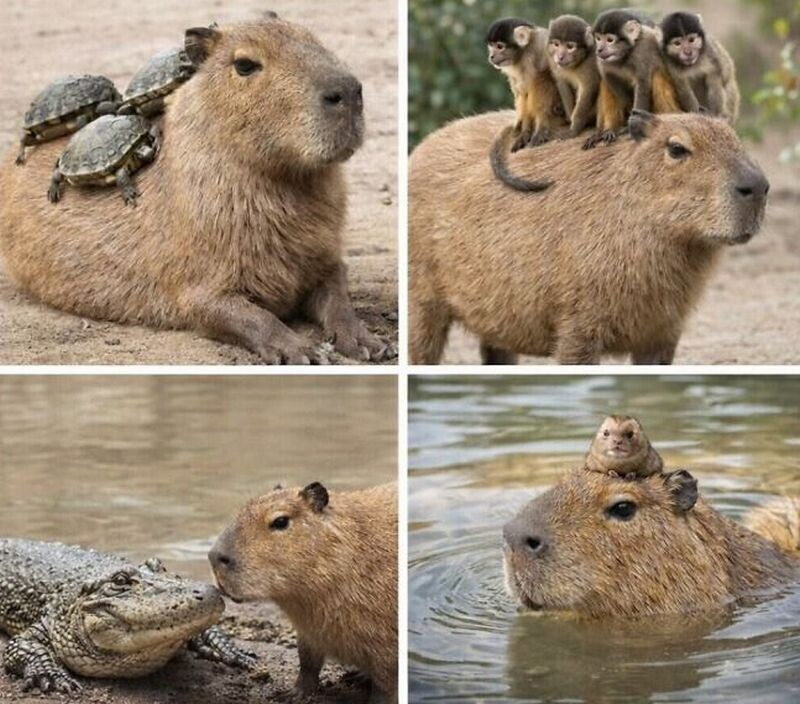 Капибара и друзья