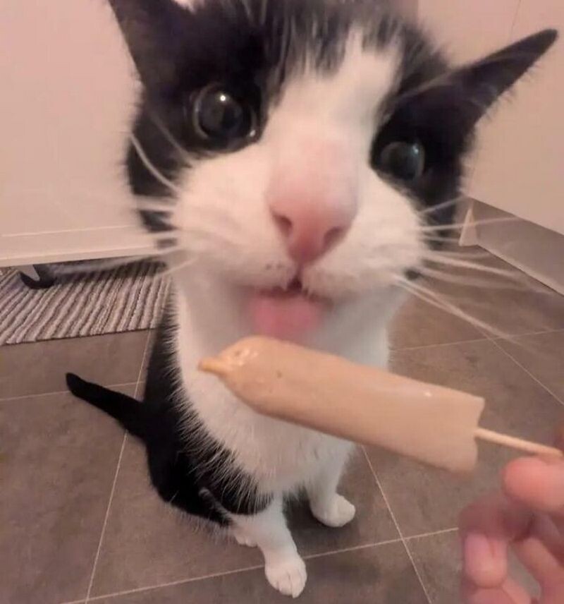 Кошка с лакомством