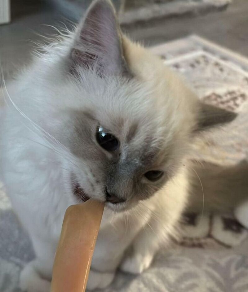 Кошка с лакомством на палочке