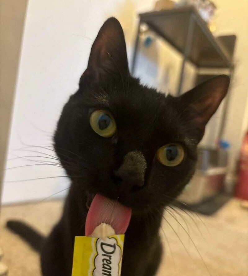 Кошка и шоколад