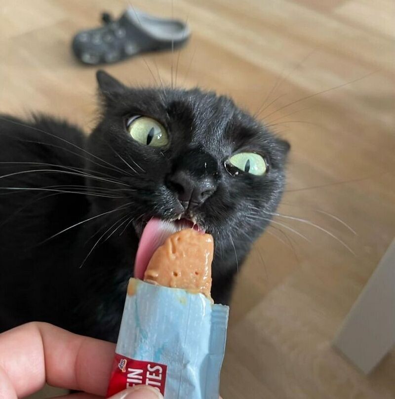 Кошка с лакомством