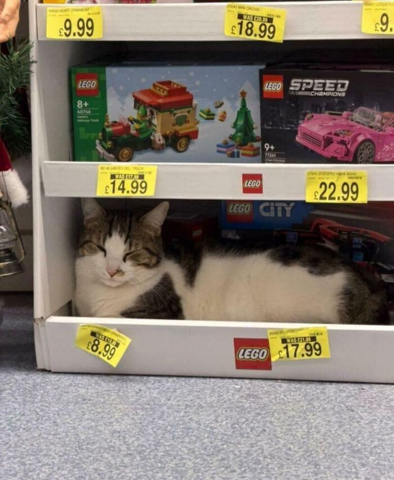 кот и LEGO