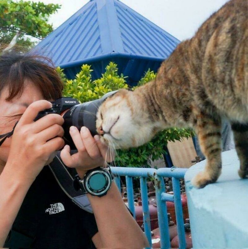 кот работает с фотографом
