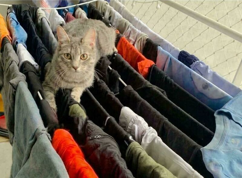 кот в прачечной