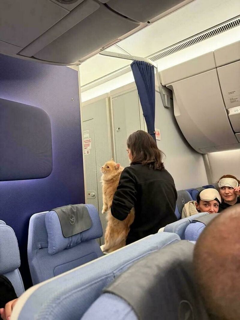 кот в самолёте