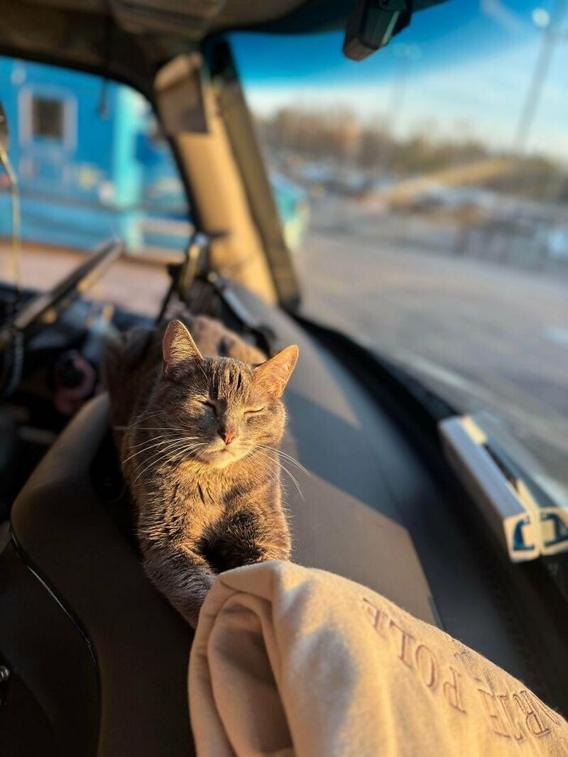кот помощник водителя