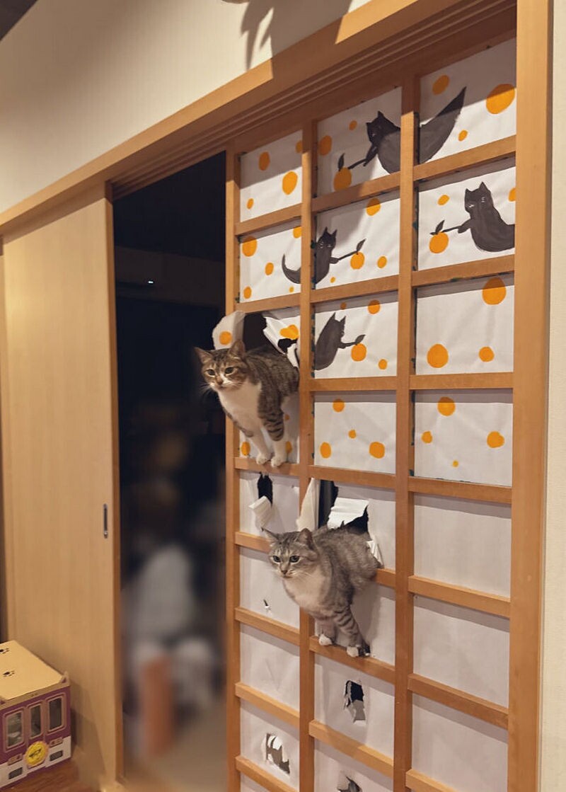коты и японские двери