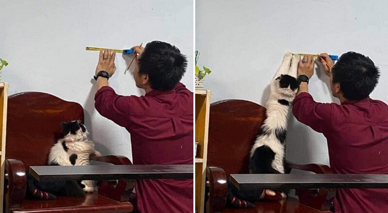 кот-помощник