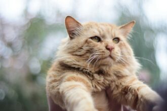 коты, кошки, собаки, стрессоустойчивость, игры с питомцами, домашние питомцы