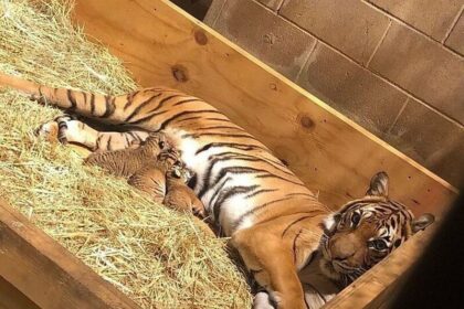 14 фото малышей из зоопарков мира: нежность, которая покорит сердце