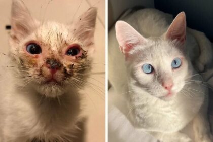 16 кошек, которых забрали из приюта и подарили им совершенно новую жизнь