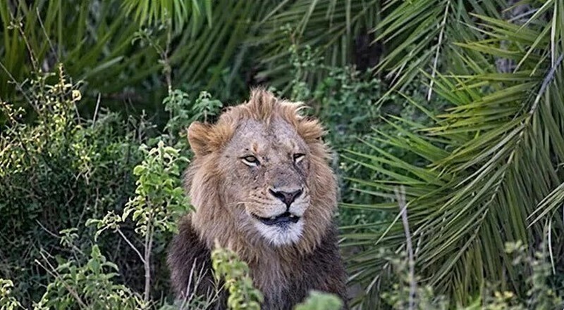 15 фото животных, которые рассмешат кого угодно