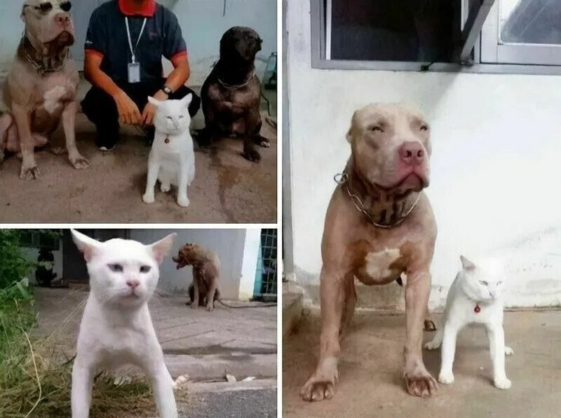 15 фото животных, которые рассмешат кого угодно