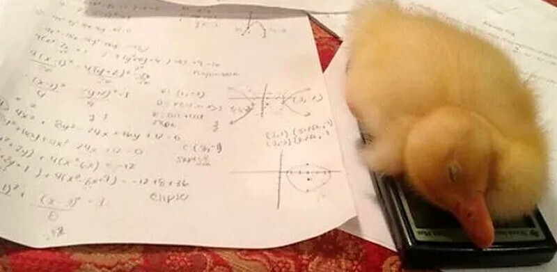14 забавных животных, которые поднимут настроение