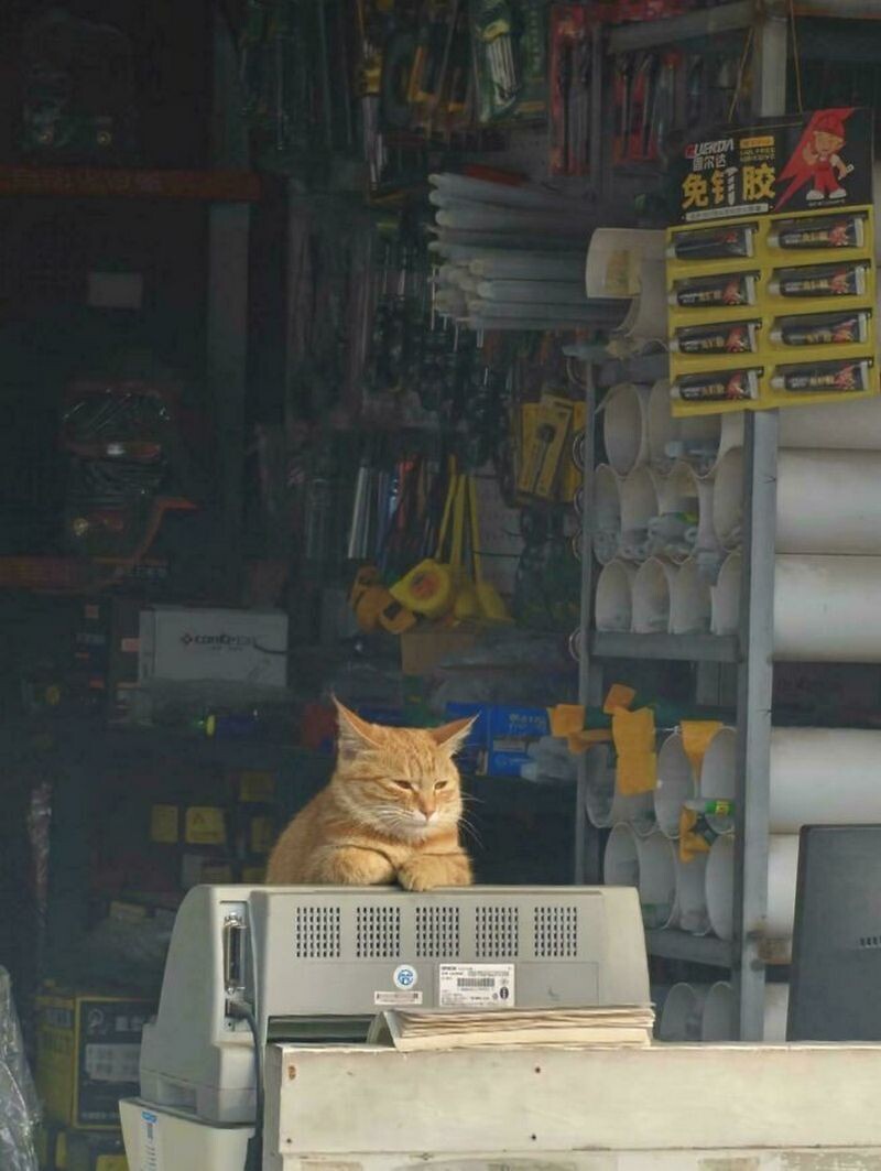 15 фото котов, которые не брали отпуск ни разу в жизни