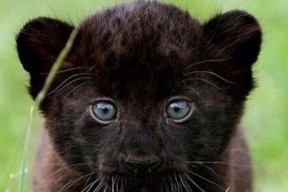 15 фото животных, которые поднимут настроение лучше любого лекарства