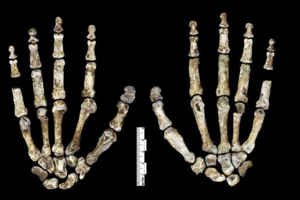 naledi