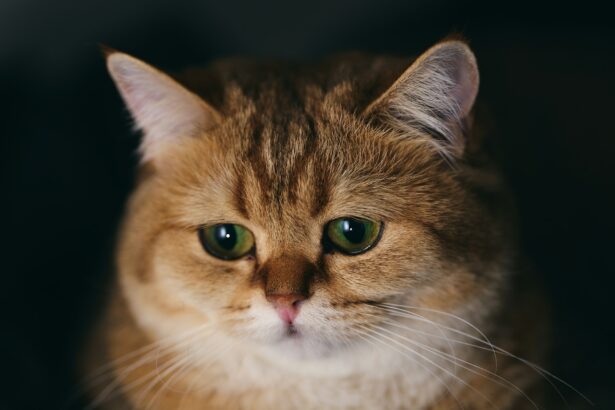 коты, кошки, исследование о кошках, кошки-звёзды соцсетей, коты в тиктоке, ролики с котами