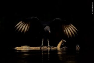 Andrew Parkinson