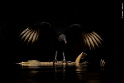 Andrew Parkinson