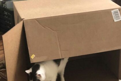 14 кошек, которые не стараются быть смешными, но получается само собой