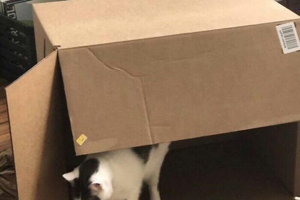 14 кошек, которые не стараются быть смешными, но получается само собой