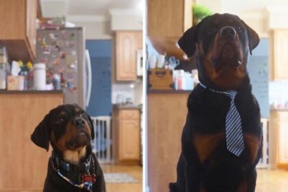15 фото собак, от которых невозможно не улыбнуться