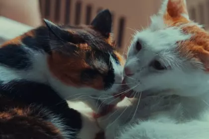 кошки, коты, две кошки дома, поведение кошки, этология