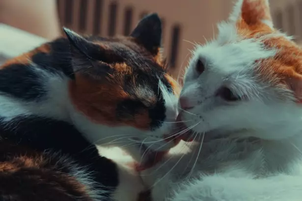 кошки, коты, две кошки дома, поведение кошки, этология