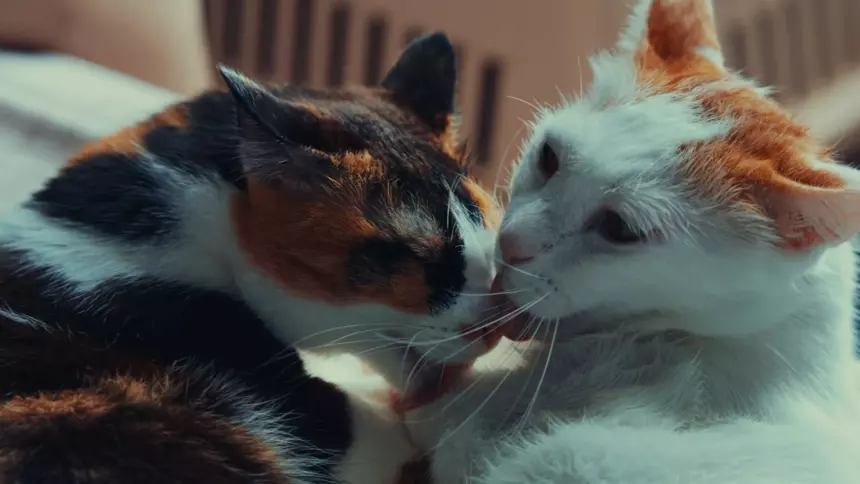 кошки, коты, две кошки дома, поведение кошки, этология