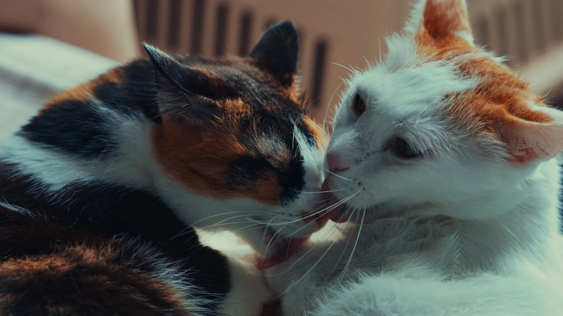 кошки, коты, две кошки дома, поведение кошки, этология