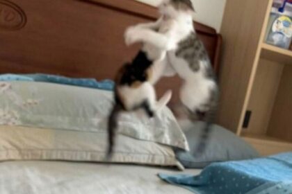 15 котов, доказывающих, что им не нужен повод для комедии