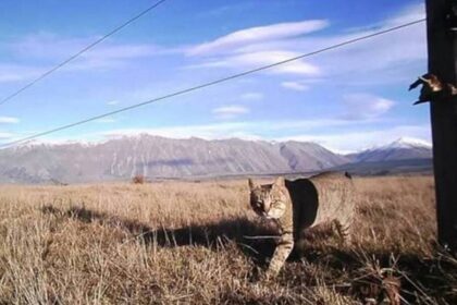 Девять жизней: как одна кошка три года обманывала ученых и губила редких птиц